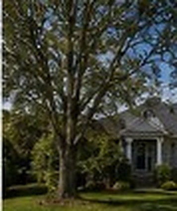 Tree Services after