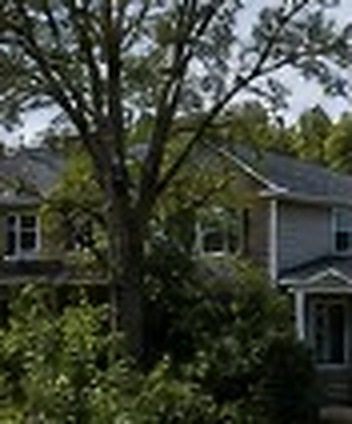 Tree Services before